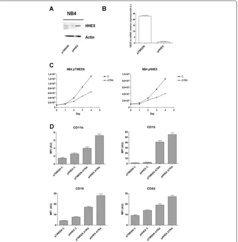 Fig. 7 Effect of HHEX overexpression on the capacity of NB4 cells to express VEGF-A and to differentiate in response to ATRA