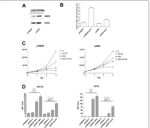Fig. 8 Effect of HHEX overexpression on the capacity of PR9 cells to express VEGF-A and to differentiate in response to VitD3