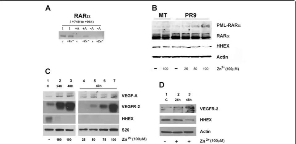 Fig. 3 Effect of PML/RARHHEX at RNA and at protein level.cells grown for 24 h either in the absence (α induction on the binding of PML-RARα to the HHEX gene promoter and on the expression of VEGF-A, VEGFR-2, and a PML-RARα binding to the HHEX promoter as s