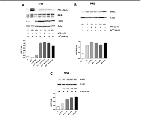 Fig. 4 Effect of ATO on downmodulation of HHEX expression elicited by PML-RARexpression observed in NB4 cells (α induction in PR9 cells (top and middle panels) and on HHEXbottom panel)