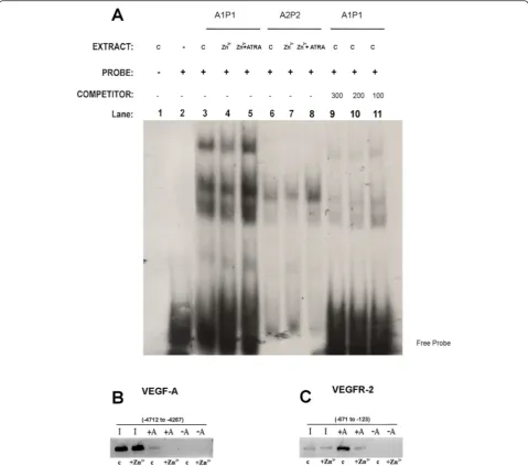 Fig. 5 a Gel shift assay of cellular extracts incubated in vitro with oligonucleotides corresponding to a region of the VEGFR-2 gene promotercontaining two putative HHEX binding sites
