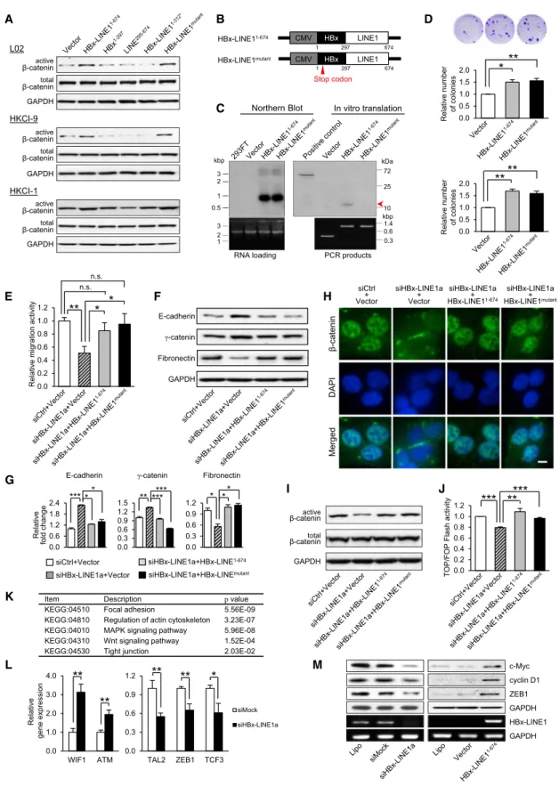 Figure 6. HBx-LINE1 Exerts Functional Effects as a Long Noncoding RNA-like Transcript