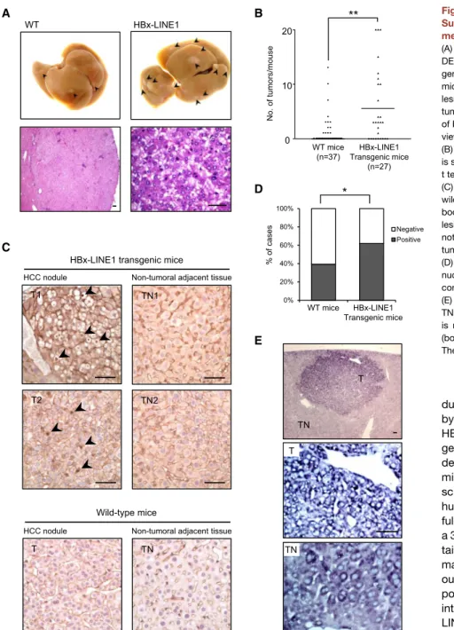 Figure 7. HBx-LINE1 Transgene Increases Susceptibility to DEN-Induced HCC  Develop-ment