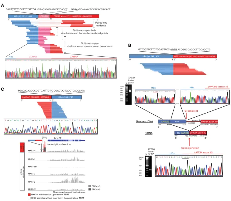 Figure 1. Illustration of Viral-Human Chimeric Transcripts and Sanger Sequencing Validation
