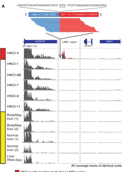 Figure 2. HBV Integration Can Activate Transcription of the Silent LINE1 Region