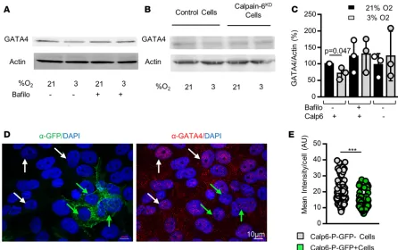Figure 7. Calpain-6 mediates the hypoxia-dependent prevention of senescence entry. (by 2-tailed Student’s A) Western blot analysis of GATA4 in 143B cells in the absence or presence of bafilomycin A1