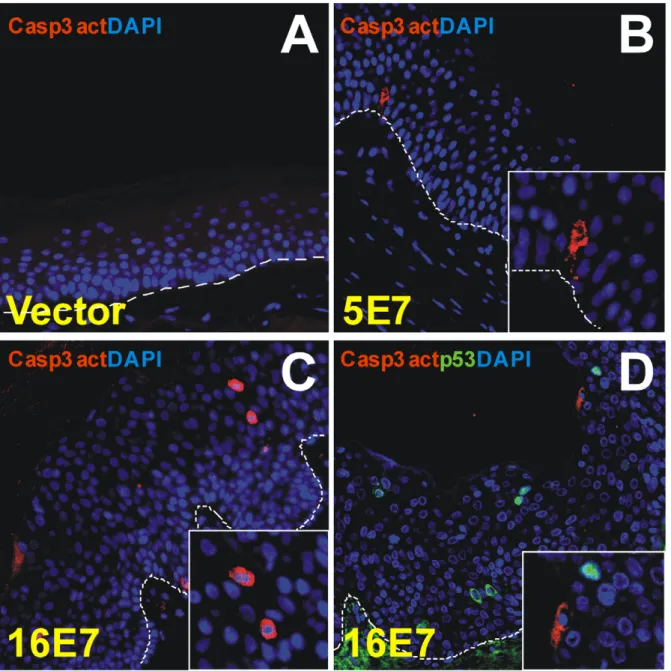 Figure 5. E7-grafts showed no significant apoptosis. Sections of paraffin-embedded grafts were processed for immunofluorescence staining with antibodies to the apoptosis markers caspase-3 active and p53