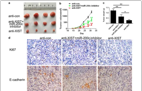 Fig. 5 XIST and miR-200c regulated the tumour growth and proliferation in vivo. a The tumours harvested from mice