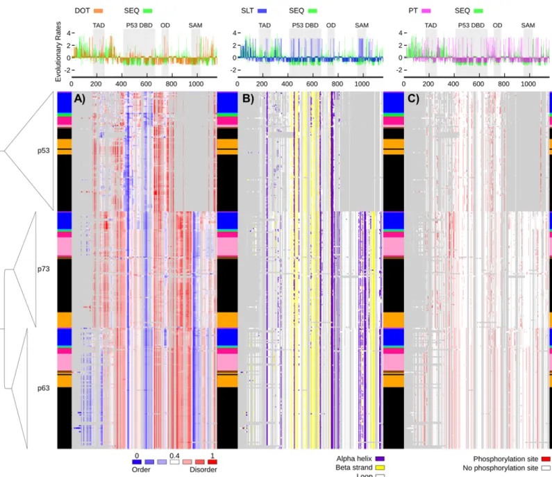 Fig 3. Graphical representation of sequence-based predictions in vertebrates. Heat maps for structural traits plotted in the order of the p53 DNA-based phylogenetic tree context, showing taxa names as boxes colored according to the color guide in Fig 2