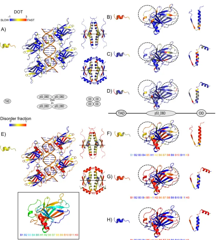 Fig 6. Three dimensional context of disorder-order transitions (DOT) and structural disorder conservation in vertebrates