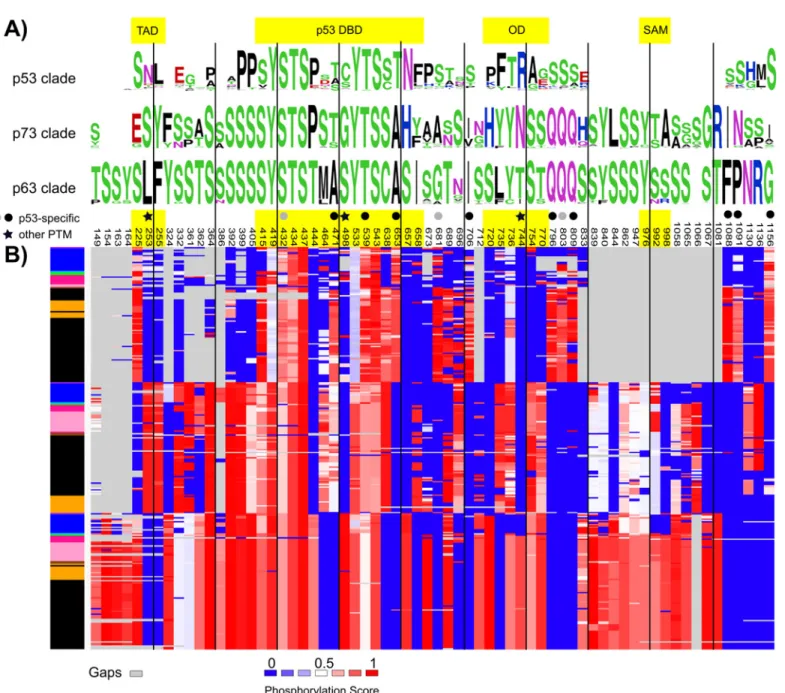 Fig 7. Shared and clade-specific predicted phosphorylation patterns. (A) WebLogos [35] per clade showing 66 alignment positions following a 50%