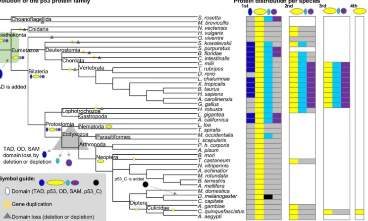 Fig 8. Major evolutionary events in the early p53 family. The sequences in Fig 1 are arranged by NIH Common tree taxonomy to show the evolutionary order of events (left)