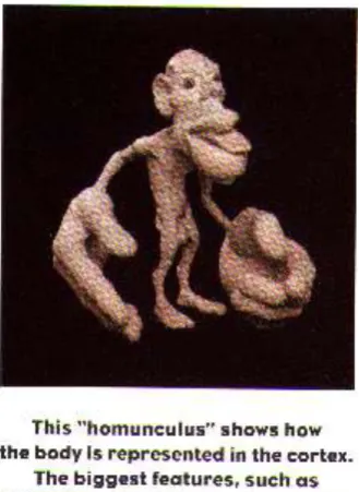 Figure 1 A representation of the homunculus localization&lateralization/penfield.html accessed on 24 June 2010) 