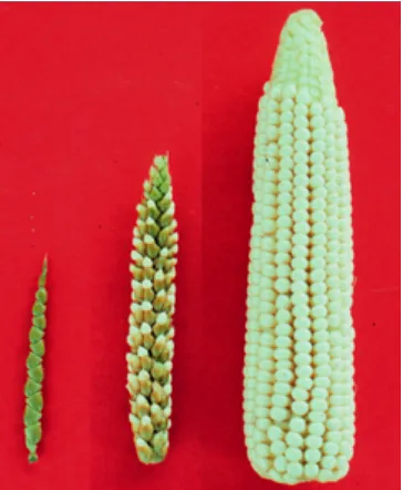 figure 1.4 teosinte |  Teosinte, the ancestor of corn, is shown on the left. In the middle is a 