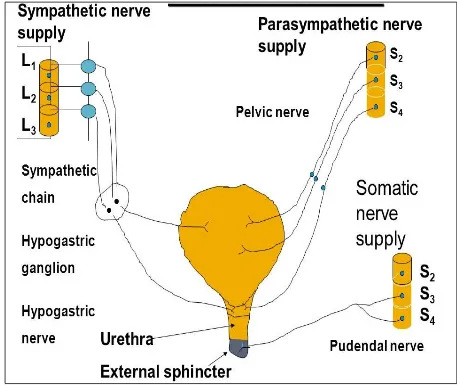 Figure 1: Nerve supply of the male urethra 