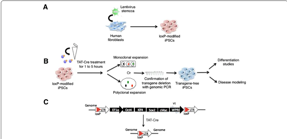 Figure 1 Scheme of induced pluripotent stem cell generation and subsequent Cre protein transduction to obtain transgene-freeinduced pluripotent stem cells