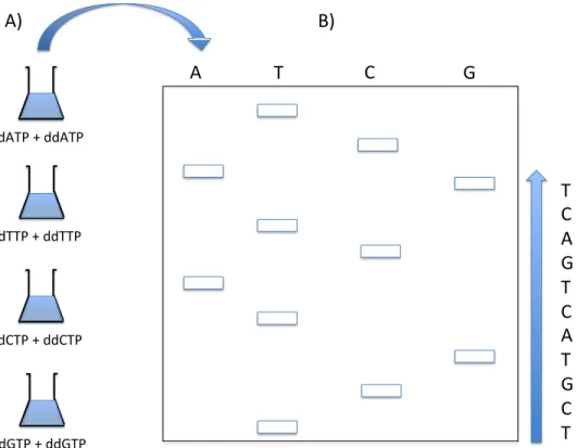 Figure 2.1: Chain termination sequencing (Classical Sanger method). A) The DNA strand to be  sequenced  is  added  to  four  different  sequencing  reactions  containing:  a  DNA  primer,  a  DNA  polymerase, the standard four dNTPs, and a modified ddNTP (