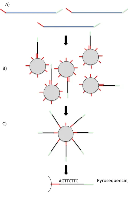 Figure 2.4: Roche 454 sequencing workflow.  A) DNA is sheared and adapters are ligated to  the end of the resulting fragments