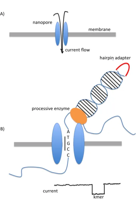 Figure 2.7: Nanopore sequencing.  A) A nanopore is inserted into a membrane separating two  electrolyte solutions