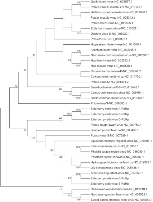 Fig. 3. Phylogenetic analysis of the RdRp amino acid sequences of ﬁve novel Elderberry carlaviruses among Carlavirus species with sequences deposited on GenBank