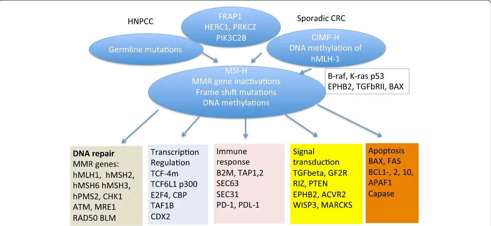 Fig. 1 Microsatellite instability is central in colorectal cancer carcinogenesis in both hereditary nonpolyposis syndrome and sporadic colorectal cancerthrough germ-line mutations in MMR genes or by hMLH-1 DNA methylation in the CIMP-H, respectively