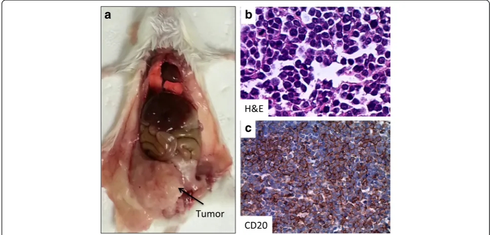 Table 3 STR DNA fingerprinting of primary cells and RC cells