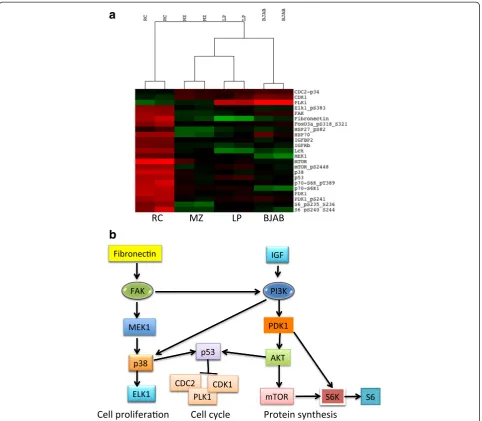 Fig. 5 Reverse-phase protein array analysis of RC-DHL cell line. a Supervised hierarchical clustering heatmap of 285 proteins demonstrating thedifferential protein expression profile of RC cells in comparison to three representative non-DHL-DLBCL cell line