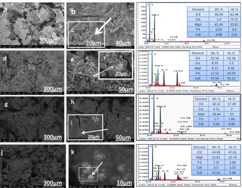 Figure 8. SEM micrographs of samples surface after SBF immersion. ((a)-(c)) bare Mg-4Zn, ((d)-(f)) coated Mg-4Zn, ((g)-(i)) bare Mg-4Zn-0.5Sb, ((j), (k)) coated Mg-4Zn-0.5Sb