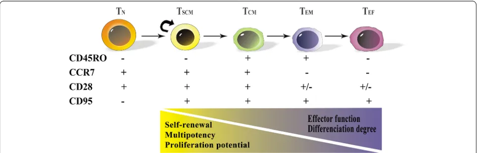 Fig. 1 Schematic model for T cell differentiation. Upon activation, naive T cells differentiate into various memory and effector cells