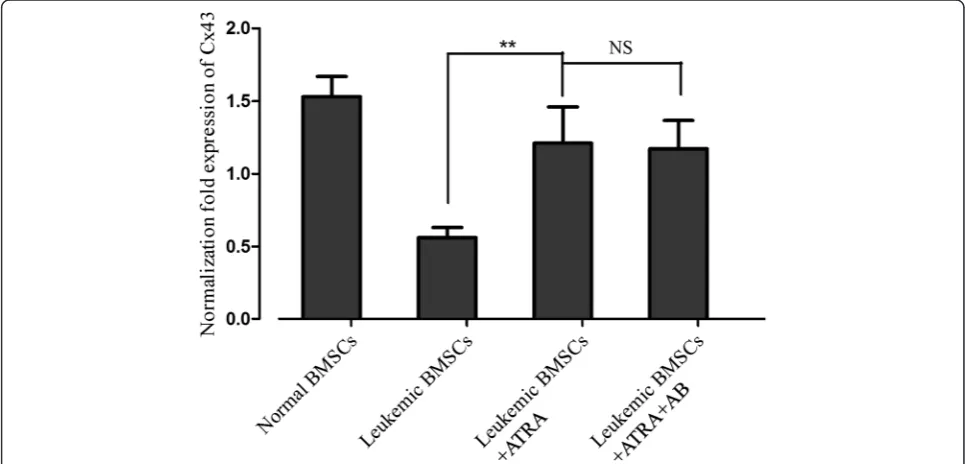 Fig. 1 Effects of ATRA and amphotericin-B pretreatment on Cx43 mRNA level in leukemic BMSCs