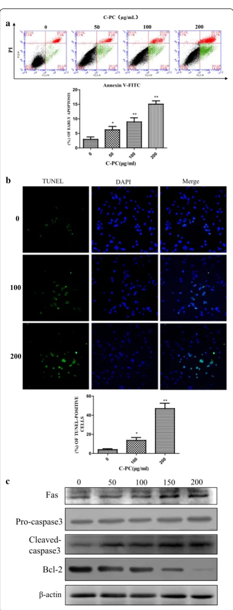Fig. 3 Effect of C-phycocyanin on cell apoptosis in MDA-MB-231 cells. a Analysis of MDA-MB-231 cells apoptosis by flow cytometry using Annexin V-FITC and PI