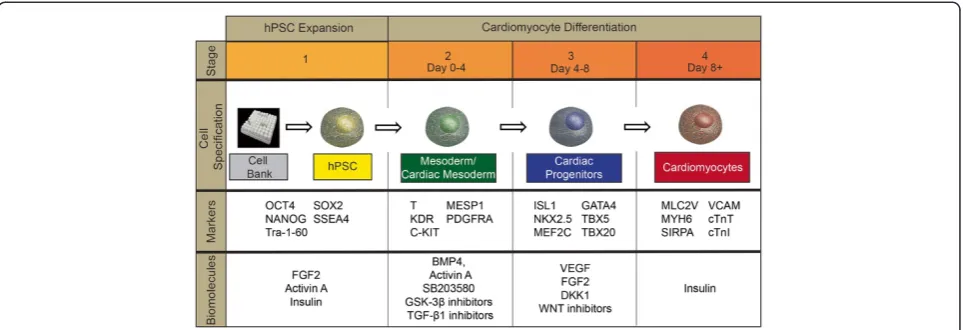 Figure 2 Schematic of human pluripotent stem cell expansion and differentiation to cardiomyocytes