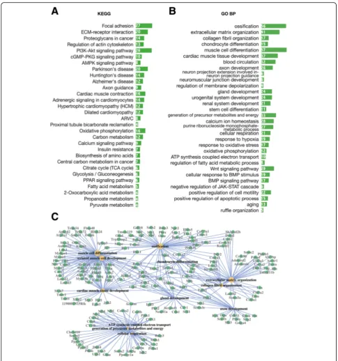 Fig. 4 Top GO terms and KEGG pathways among downregulated DEGs. Enriched KEGG pathways (a) and GO terms (b) for downregulated DEGs,aged vs young