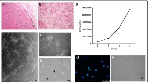 Figure 1 Human cadaver mesenchymal stromal/stem cell isolation, early characterization and expansion
