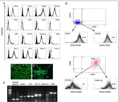 Figure 2 Human cadaver mesenchymal stromal/stem cell phenotypic and molecular characterization