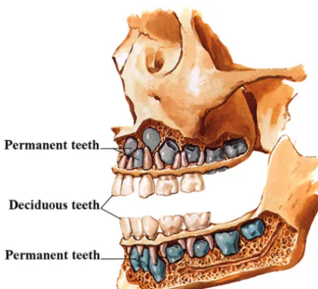 FIG 3. Drawing from above and in front (A) of the developing lips and gums. The labiogingival lamina develops in the common mesenchymaltissue of this region