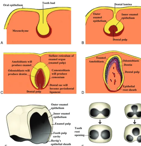 FIG 5. Drawings of the progressive development of the teeth from the tooth bud stage that comes from the dental lamina to the adult tooth.(Modiﬁed from http://embryology.ch/anglais/sdigestive/gesicht05.htm and www.embryo.chronolab.com/teeth.html).