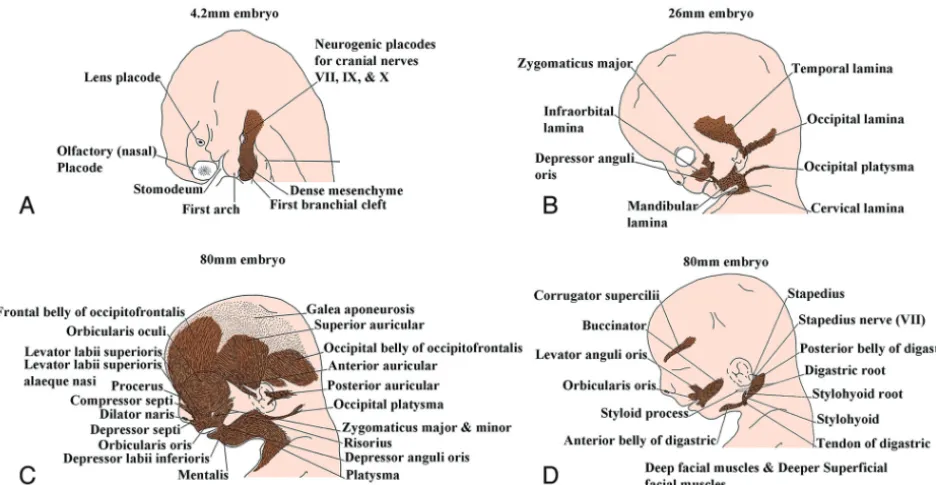 FIG 7. Lateral drawings of a 7- to 8-week embryo (A) and an 8- to 10-week fetus (B) show that the opening of the external auditory canal remainsstationary but appears to rise because the progressive elongation of the jaw creates this impression