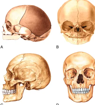 FIG 11. Lateral (A) and frontal (B) drawings of neonate facial bones and skull and adult facial bones and skull in the lateral (C) and frontal (D) views.In general, the facial structures grow proportionally more and for a longer time the further they are f