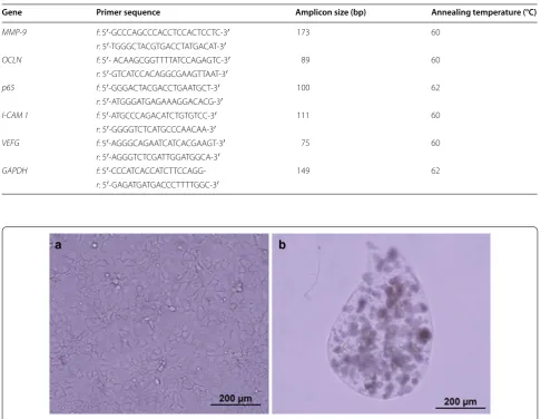Fig. 1 HuH-7 cells cultured in 2D flasks (a) or in 3D alginate capsules at day 4 (b). ×10