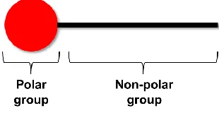 Figure 1.8. Schematic representation of a surfactant molecule  