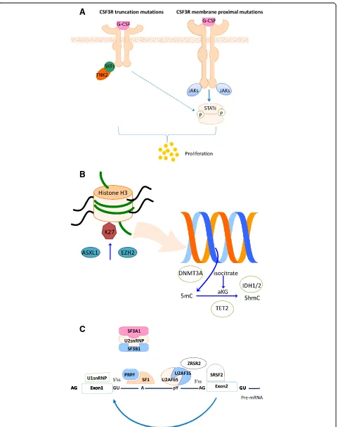 Figure 1 Somatic mutations affect genes involved in CSF3R (A), epigenetic regulation (B) and RNA splicing (C).