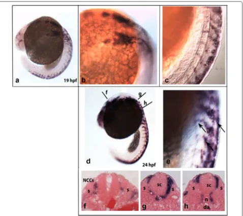 Fig. 2 Expression of crestin in neural crest cells (NCCs) during zebrafish development