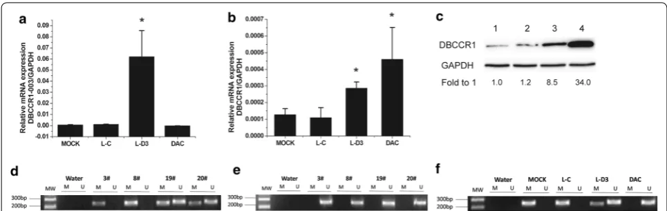 Fig. 2 DBCCR1-003 regulates the expression of DBCCR1 via DNA hypermethylation. a, b The mRNA expression level of DBCCR1 and DBCCR1-003 in Lenti-DBCCR1-003 cells(L-D3) and T24 cells treated by DAC(DAC) compared to the mock and Lenti-vector cells (L-C) were 