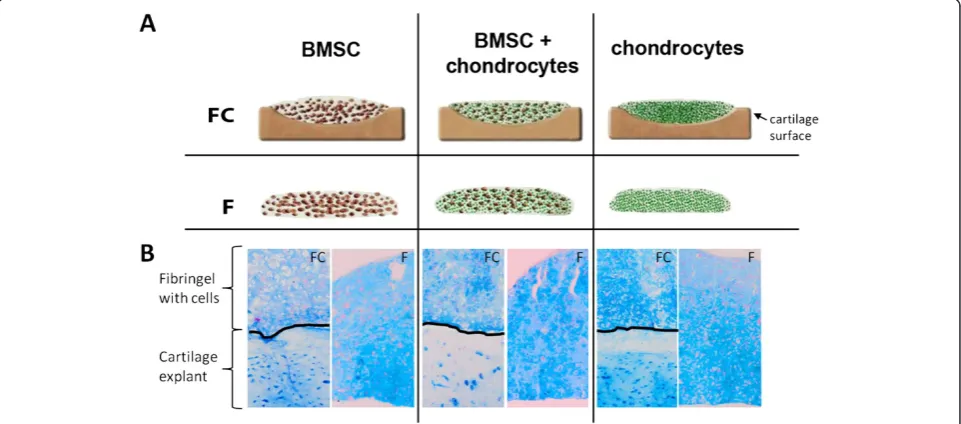 Figure 1 Cell culture models. (A) Bone marrow-derived stem cells (BMSCs), mixed cultures (BMSCs and chondrocytes in a ratio of 1:1), andchondrocytes were embedded in fibrin gels and applied onto the surface of osteoarthritis articular cartilage explants (c