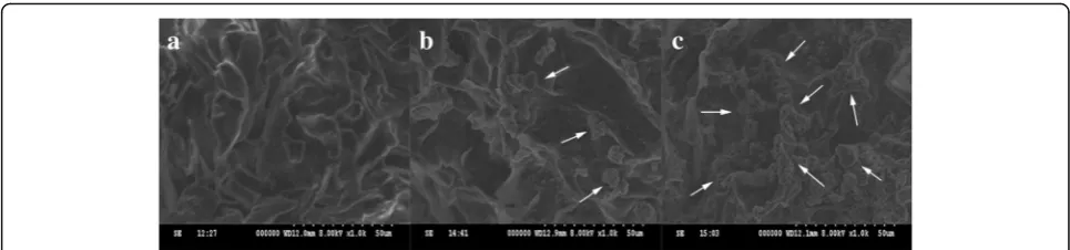 Fig. 5 The surface topographical features of cells on scaffold imaged by scanning electron microscopy (SEM)