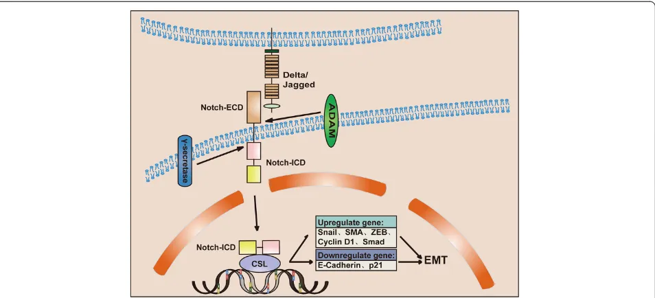 Figure 2 Schematic representation of Notch signaling related to EMT. Upon ligand binding, Notch undergoes two proteolytic cleavages byADAM and γ-secretase complex, leading to the release of Notch-ICD and its translocating to the nucleus