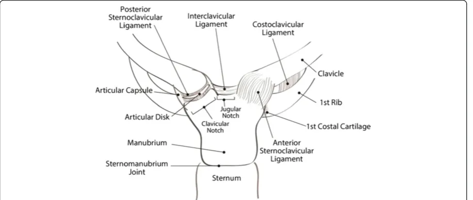Figure 1 Ligamentous structures around the sternoclavicular joint.