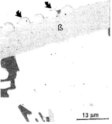 Fig. 2.13: AlP  particles  associated  with  a  β-Al 5 FeSi  IMC  in  an  Al-6Si-3.5Cu  based  alloy [62]