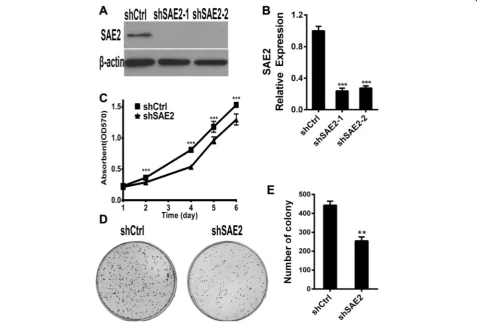 Fig. 2 SAE2 affects the proliferation of SCLC cell line. Knockdown of SAE2 in H446 cell line confirmed by Western blot (a) and real-time PCR (b).c Growth rate of H446 cells with or without knockdown of SAE2 was determined by MTT assay